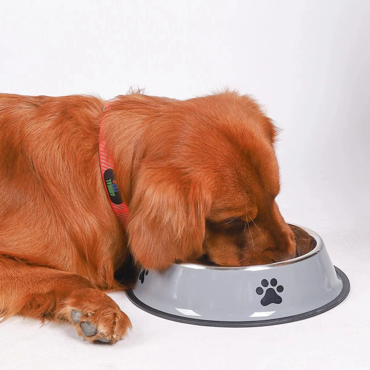 1PC Stainless Steel Pet Bowl Cat Bowl Dog Food Bowl Multi - Specification Anti - fall Food Bowl Food Bowl Feeding Pet Supplies - PawfectCo