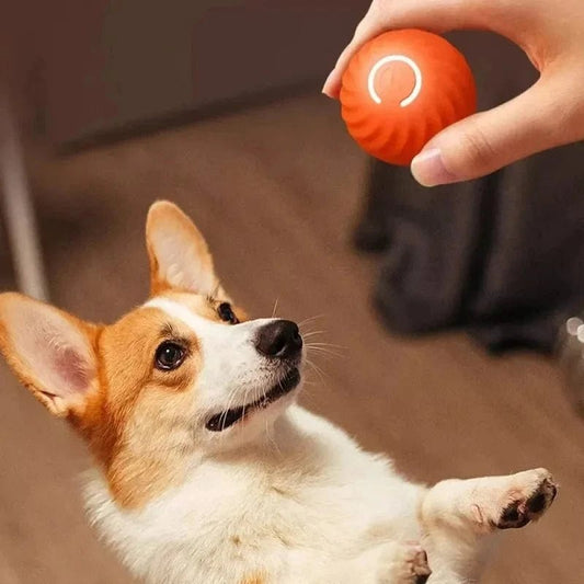 Automatic moving dog ball — product view 1 — PawfectCo
