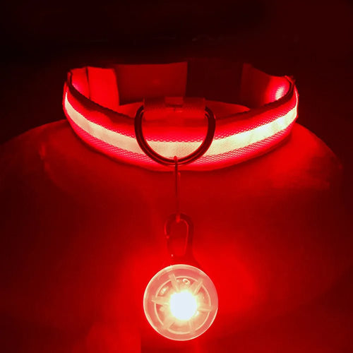 LED Rechargeable Dog Collar | Bright Night Safety Light - PawfectCo